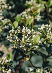 Viburnum Fairy Stars