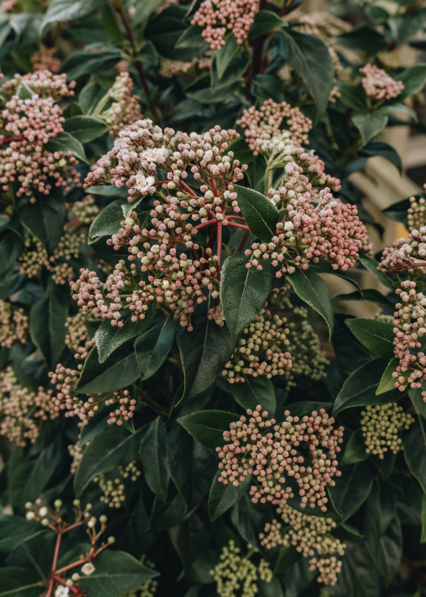 Viburnum Viburnum Tinus 3L