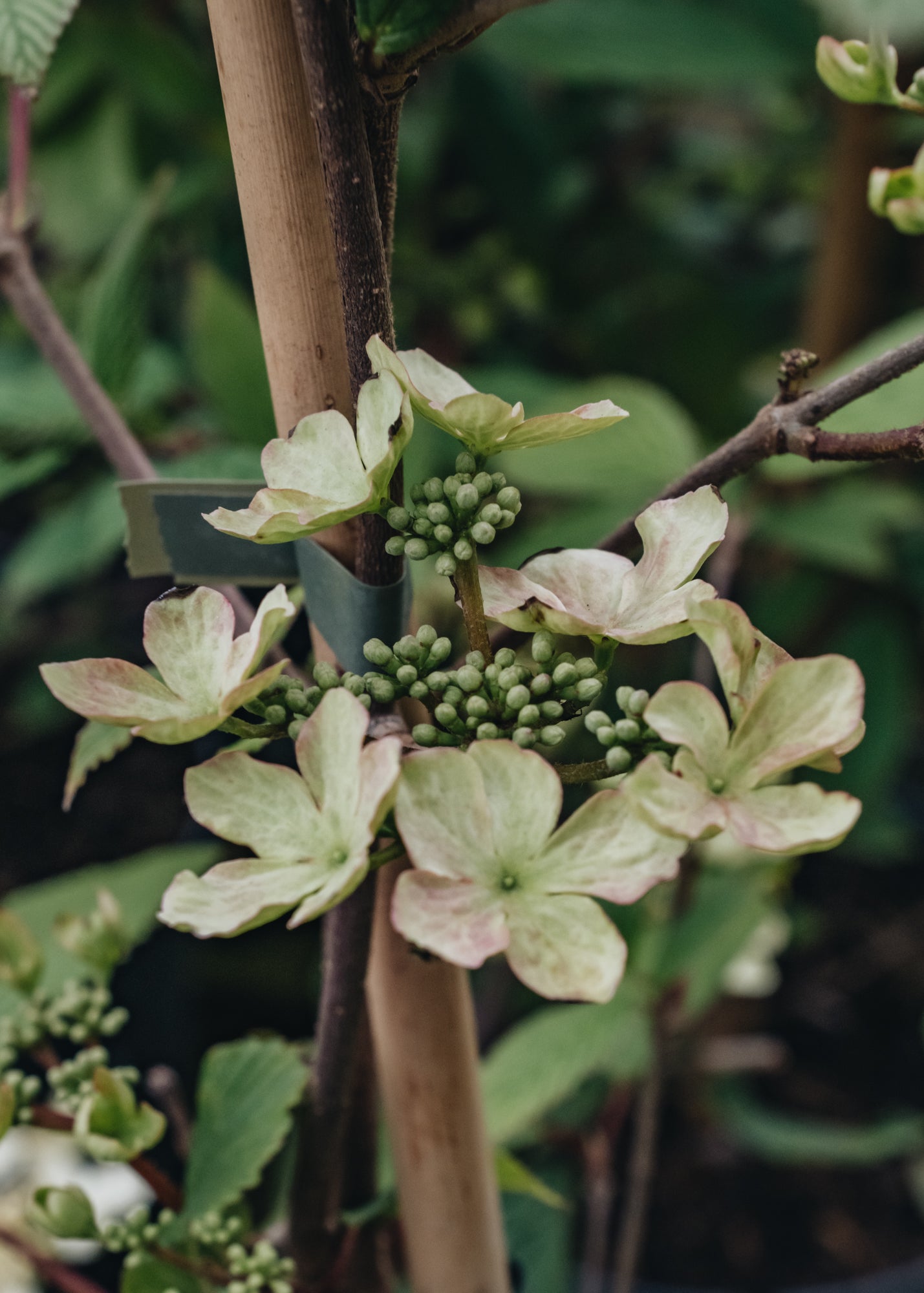 Chaenomeles Viburnum plicatum f. tomentosum Kilimanjaro Sunrise
