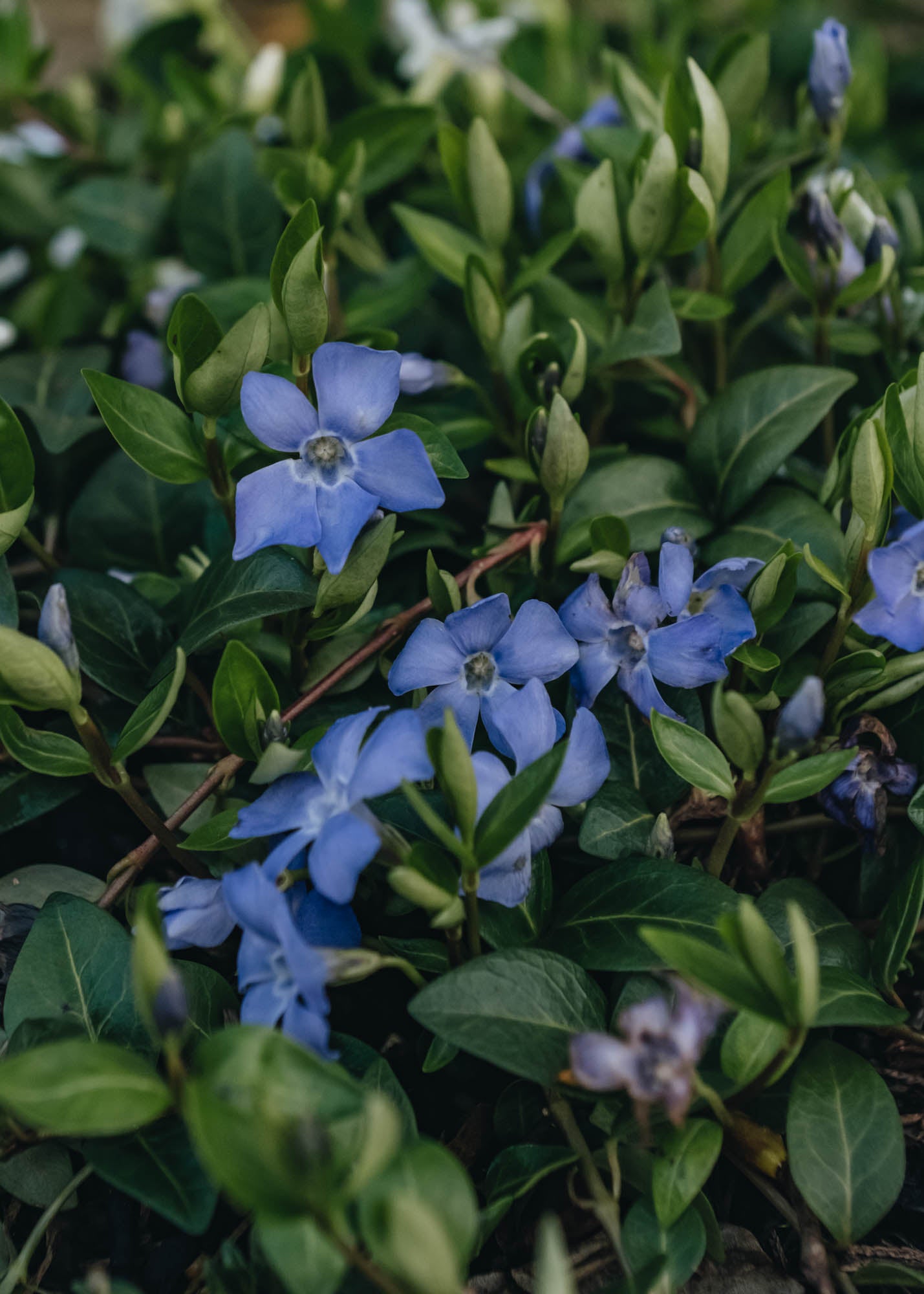 Chaenomeles Vinca Bowles Variety 3L