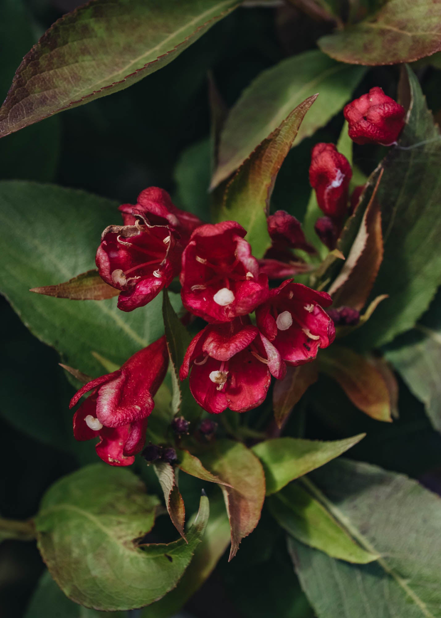 Weigela Weigela All Summer Red