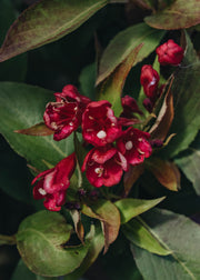 Weigela Weigela All Summer Red