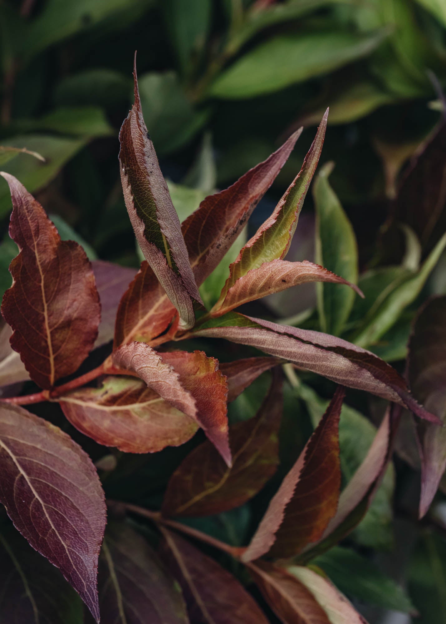 Weigela Weigela All Summer Red