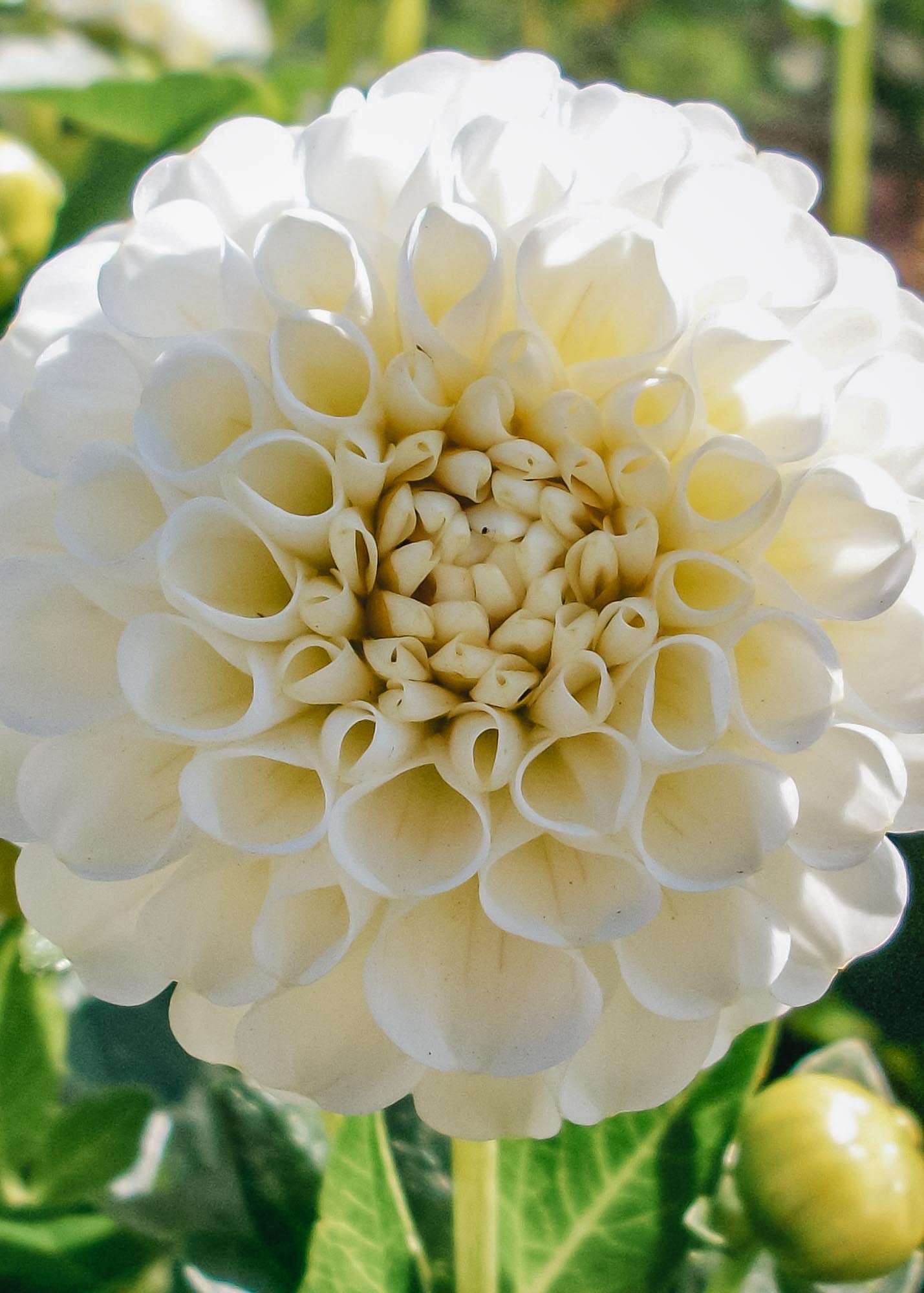 Taylors Bulbs Dahlia 'White Aster' Tubers