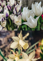 White Lasagne Planting Bulb Collection