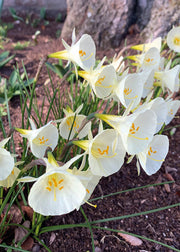 Taylors Bulbs Narcissus 'Bulbocodium White Petticoat' Bulbs