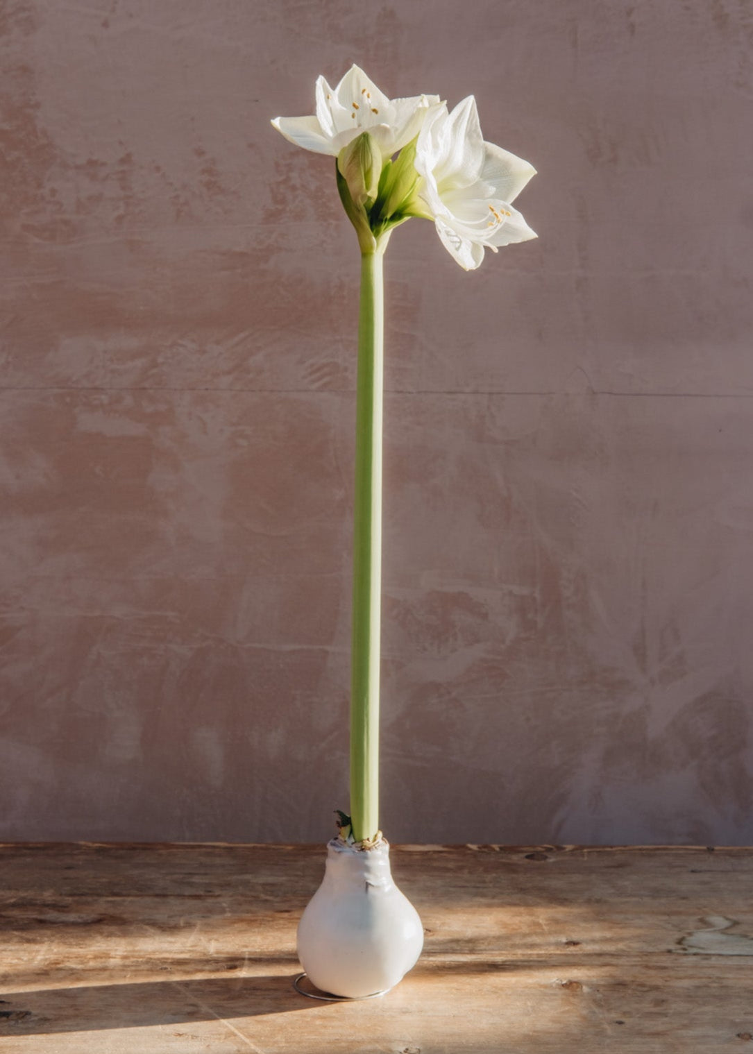 ProfitPlant Wax Amaryllis Bulbs