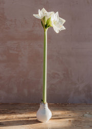 ProfitPlant Wax Amaryllis Bulbs