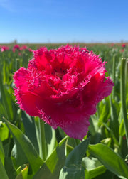 Taylors Bulbs Tulipa 'Wind of Change' Bulbs
