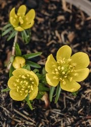 Eranthis hyemalis (Winter Aconite) 'in the green', pack of 50 bulbs