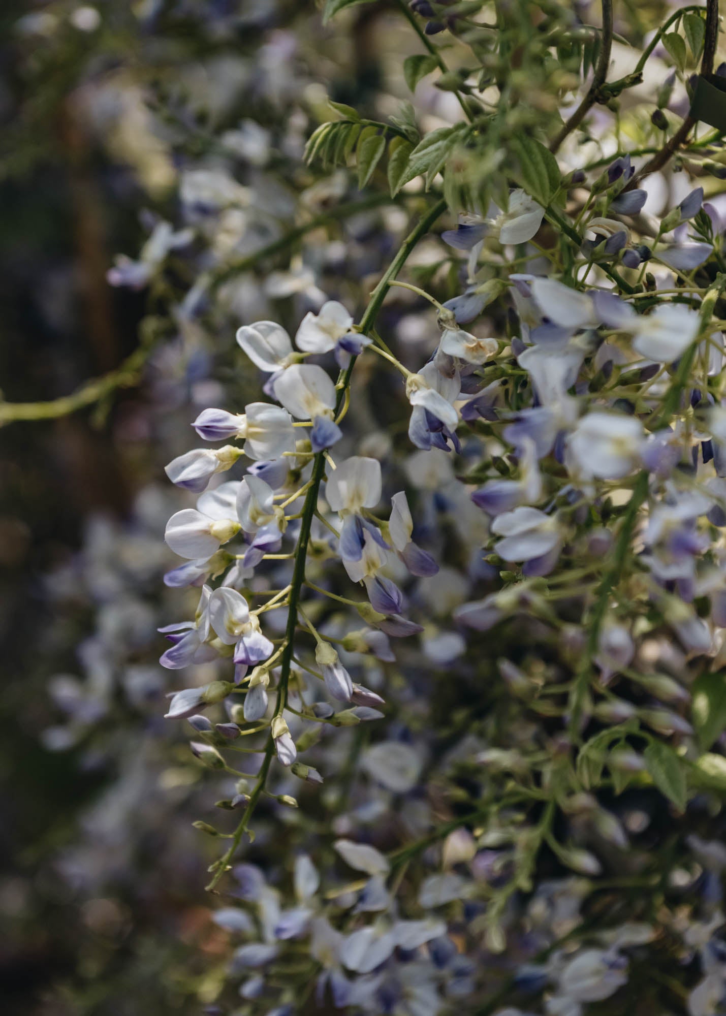 Wisteria formosa Issai, 3L