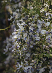 Wisteria formosa Issai, 3L