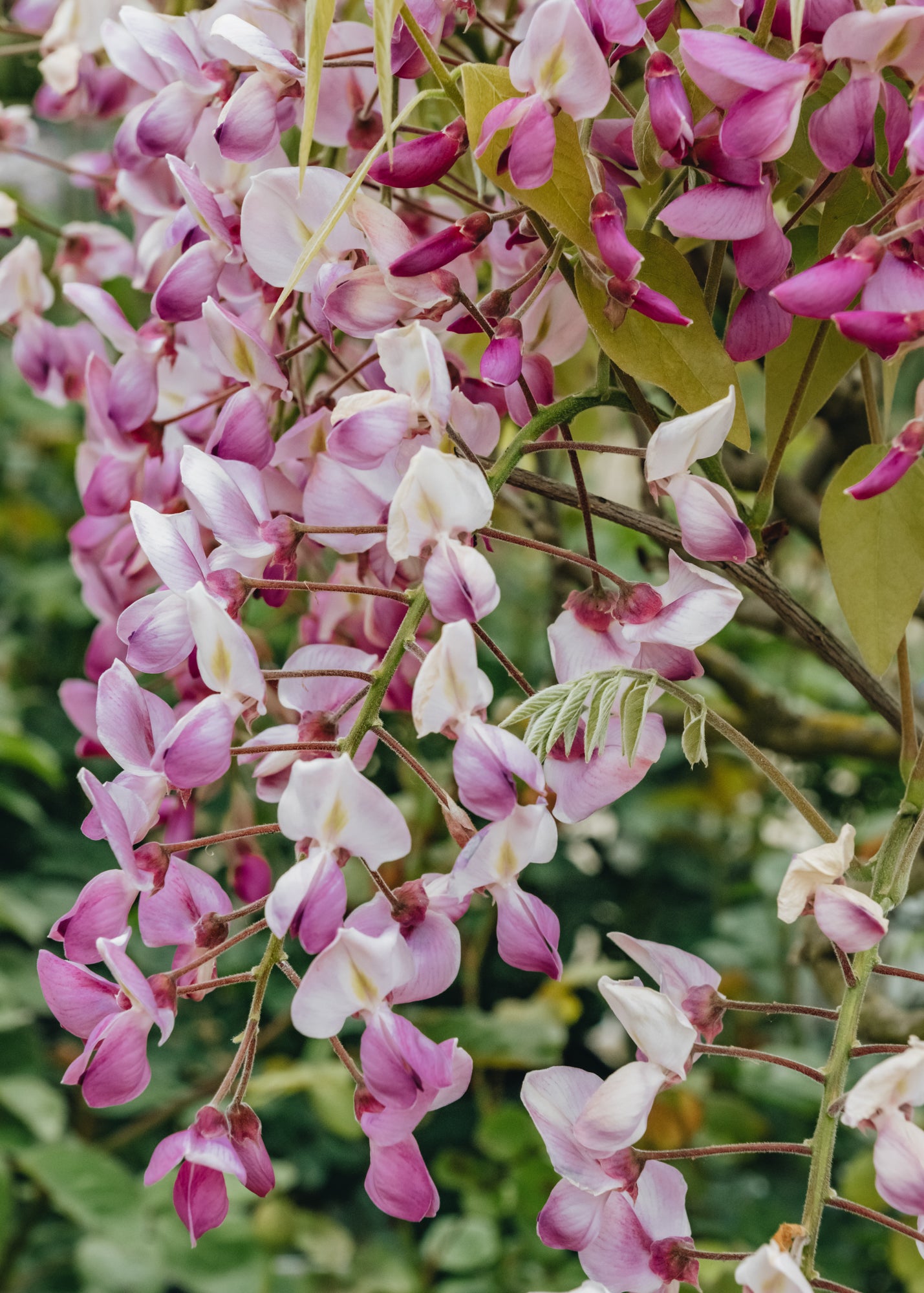 Wisteria Wisteria brachybotrys Schowa-Beni