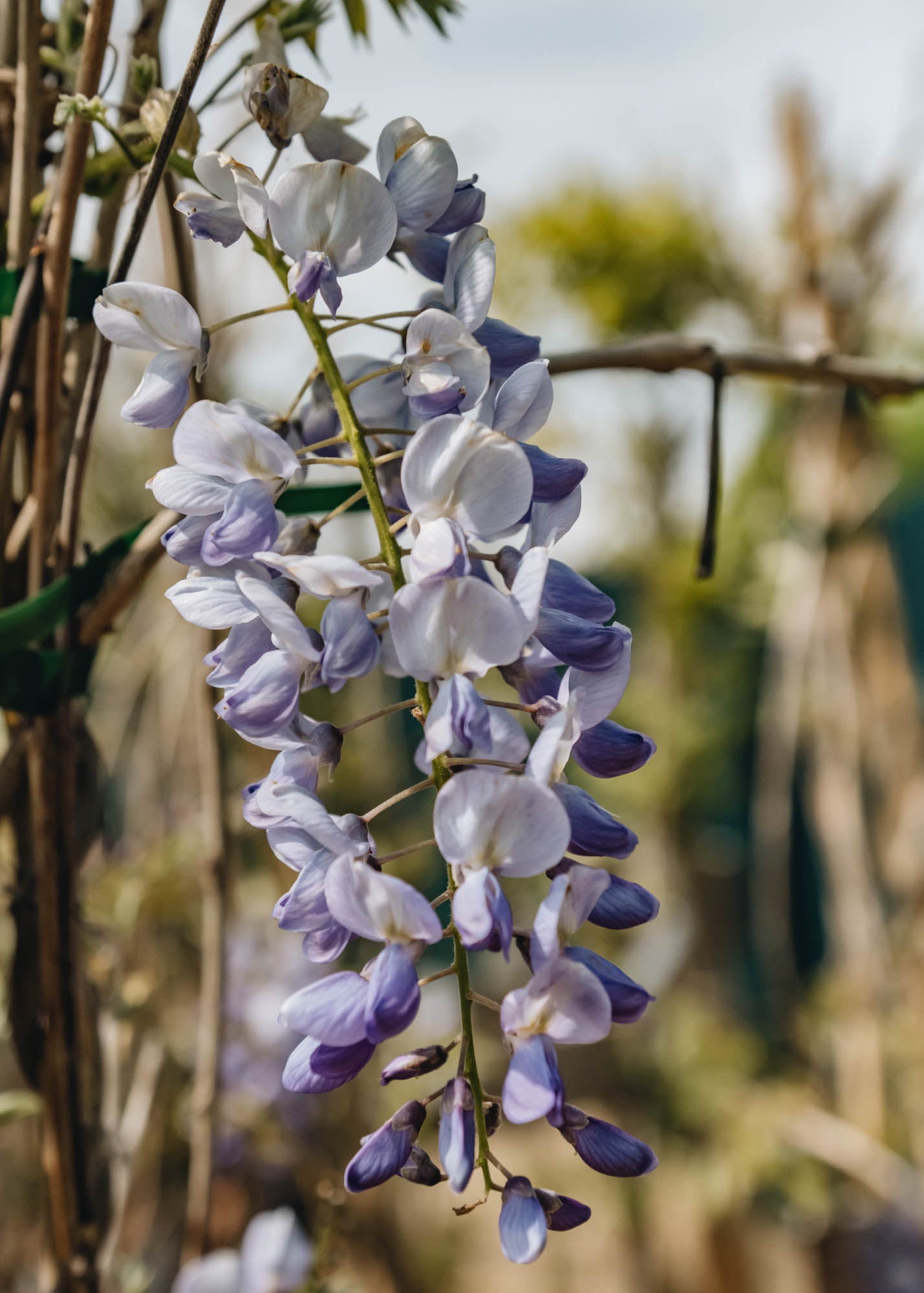 Wisteria sinensis, 4L