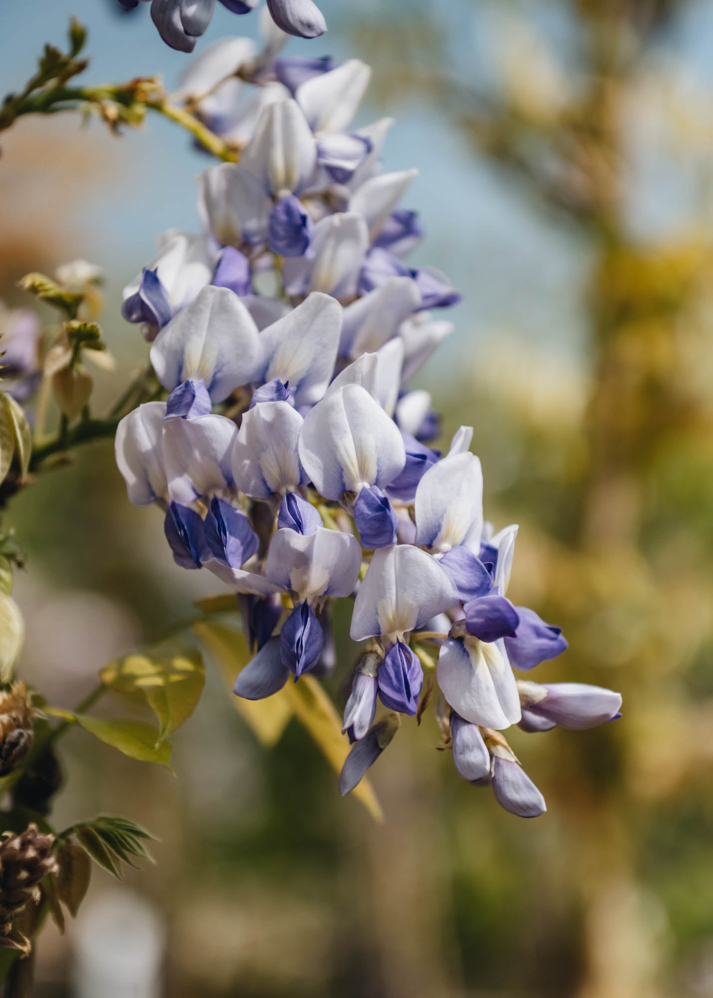 Wisteria ventusa Grande Diva Nathalie, 4L