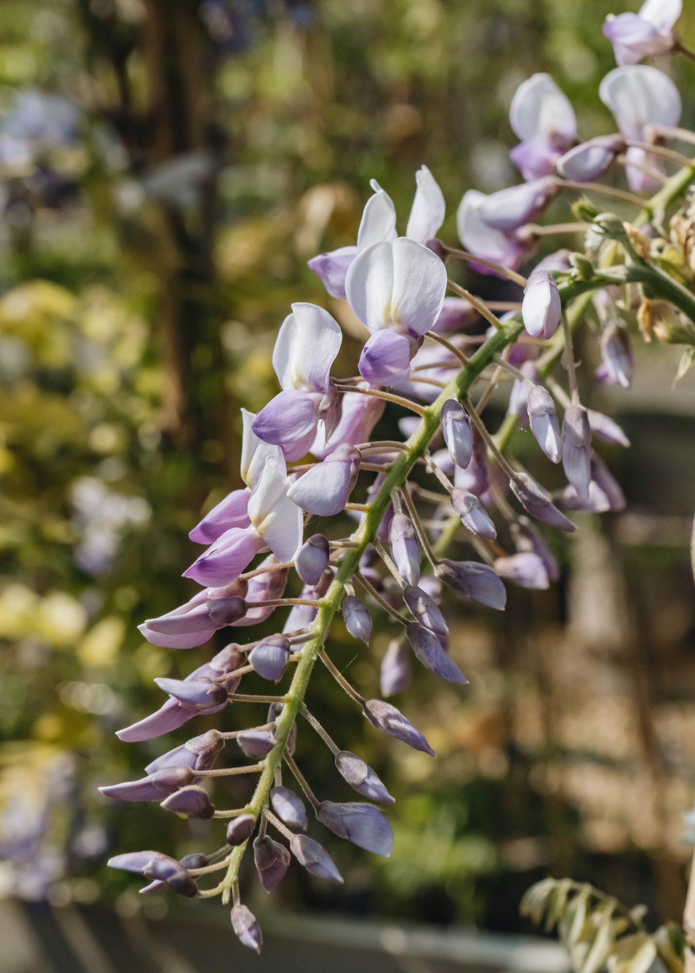 Wisteria Wisteria x venusta Grande Diva Barbara, 4L
