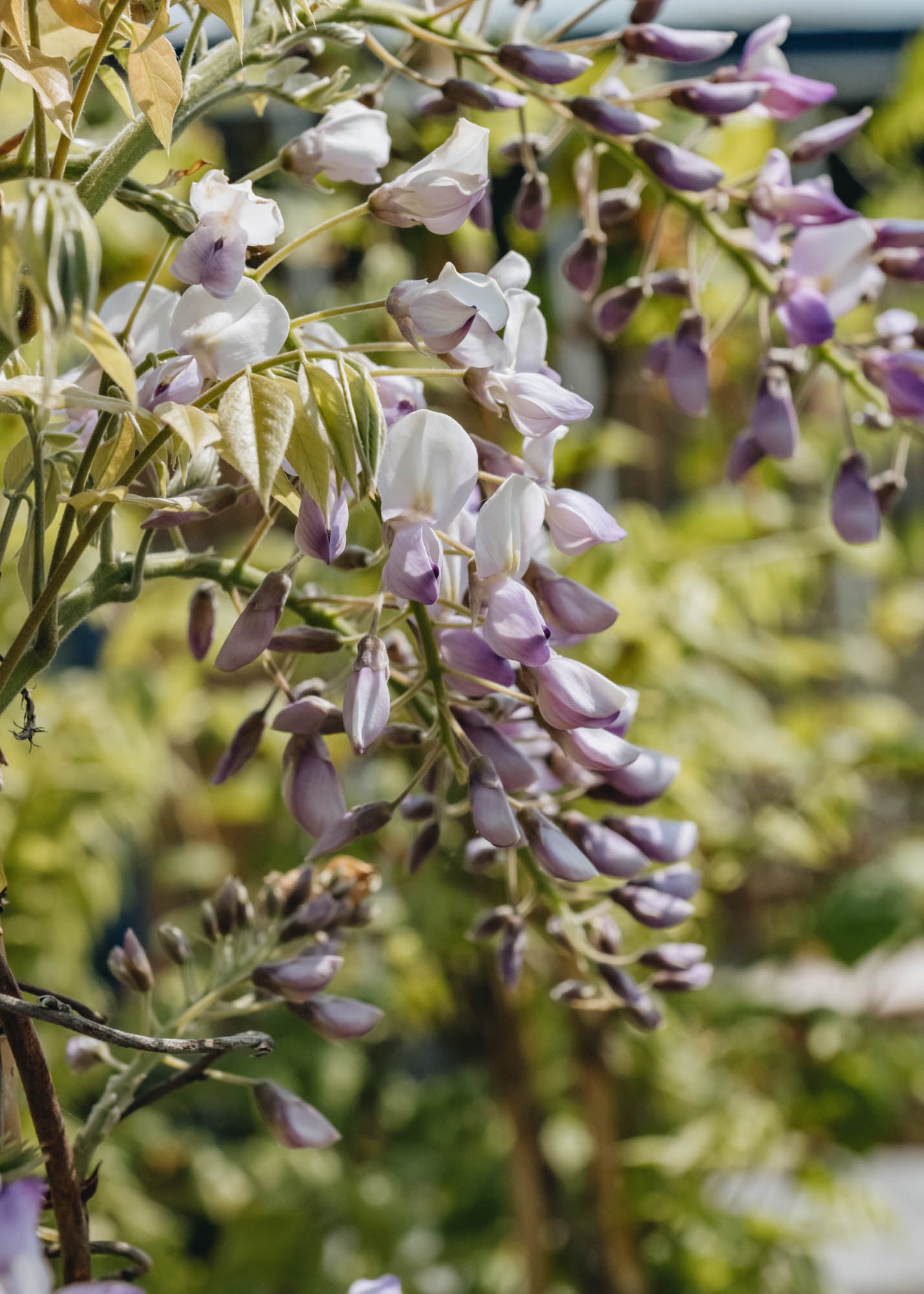 Wisteria x venusta Grande Diva Barbara, 4L