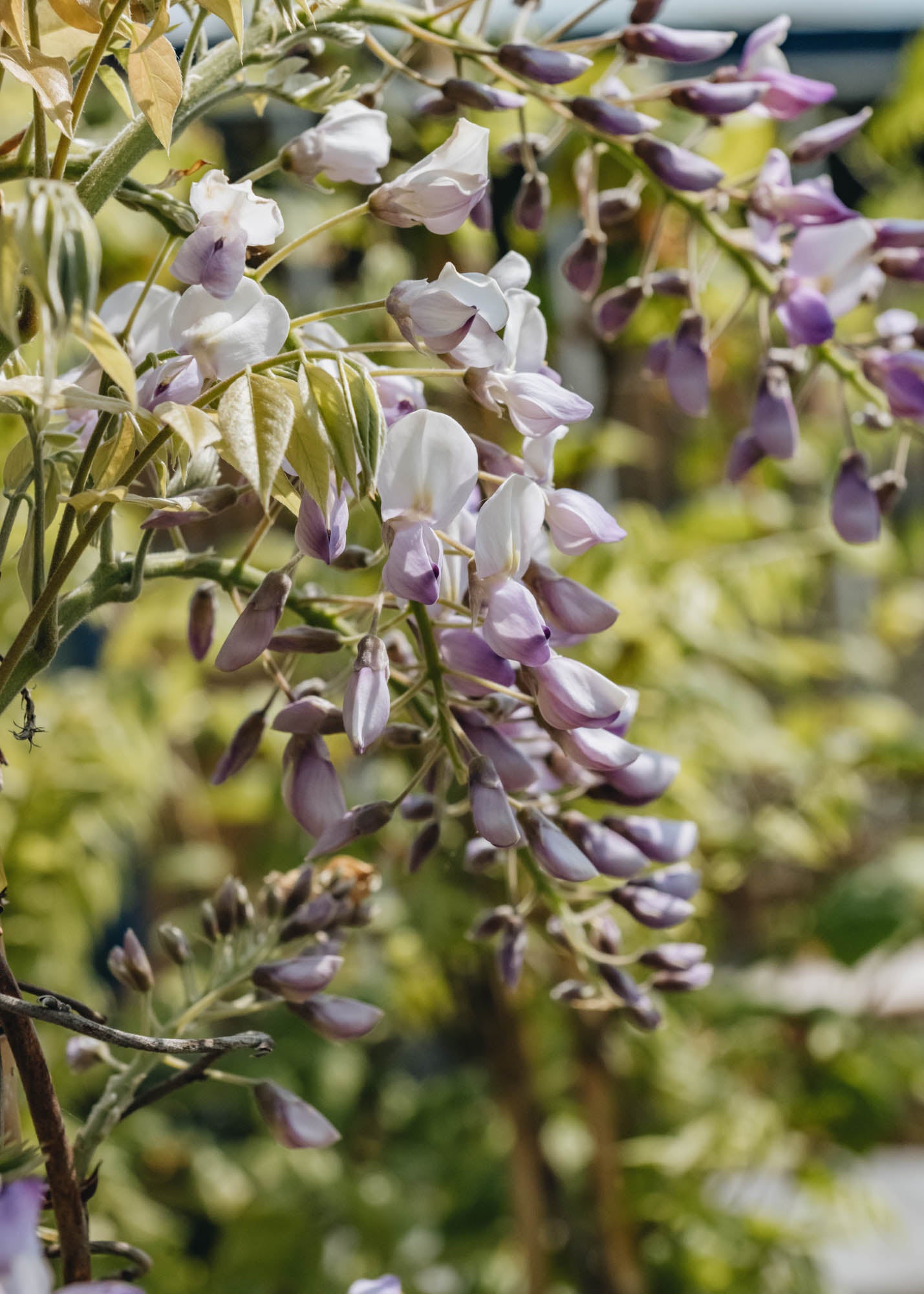 Wisteria x venusta Grande Diva Barbara