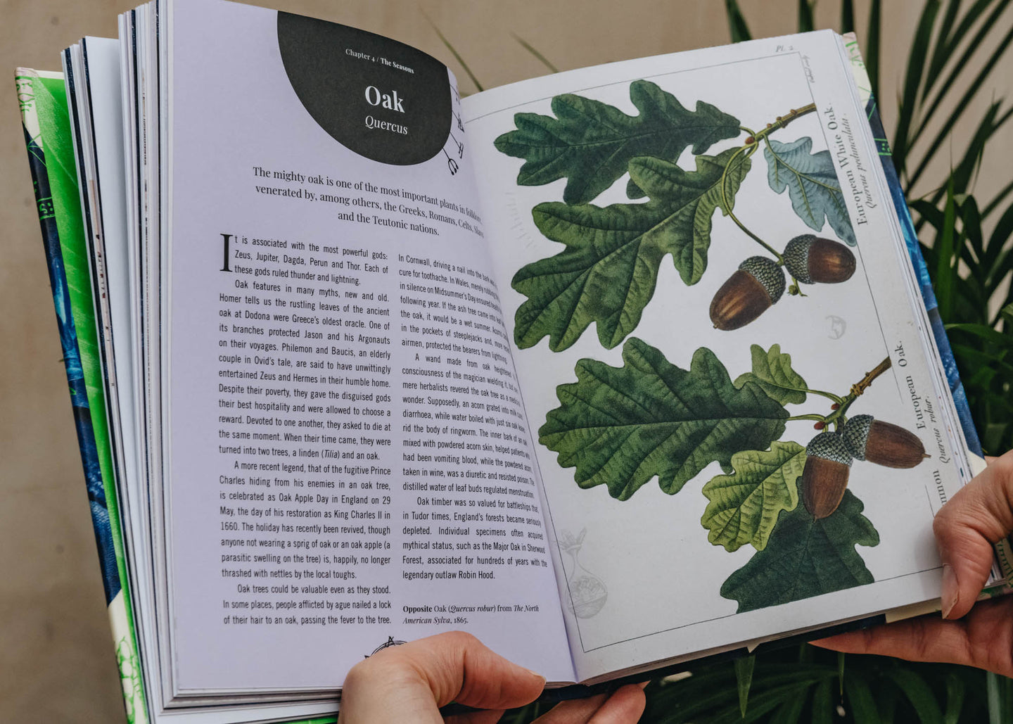 Nature Books Witch's Garden: Plants in Magic, Folklore and Traditional Remedies