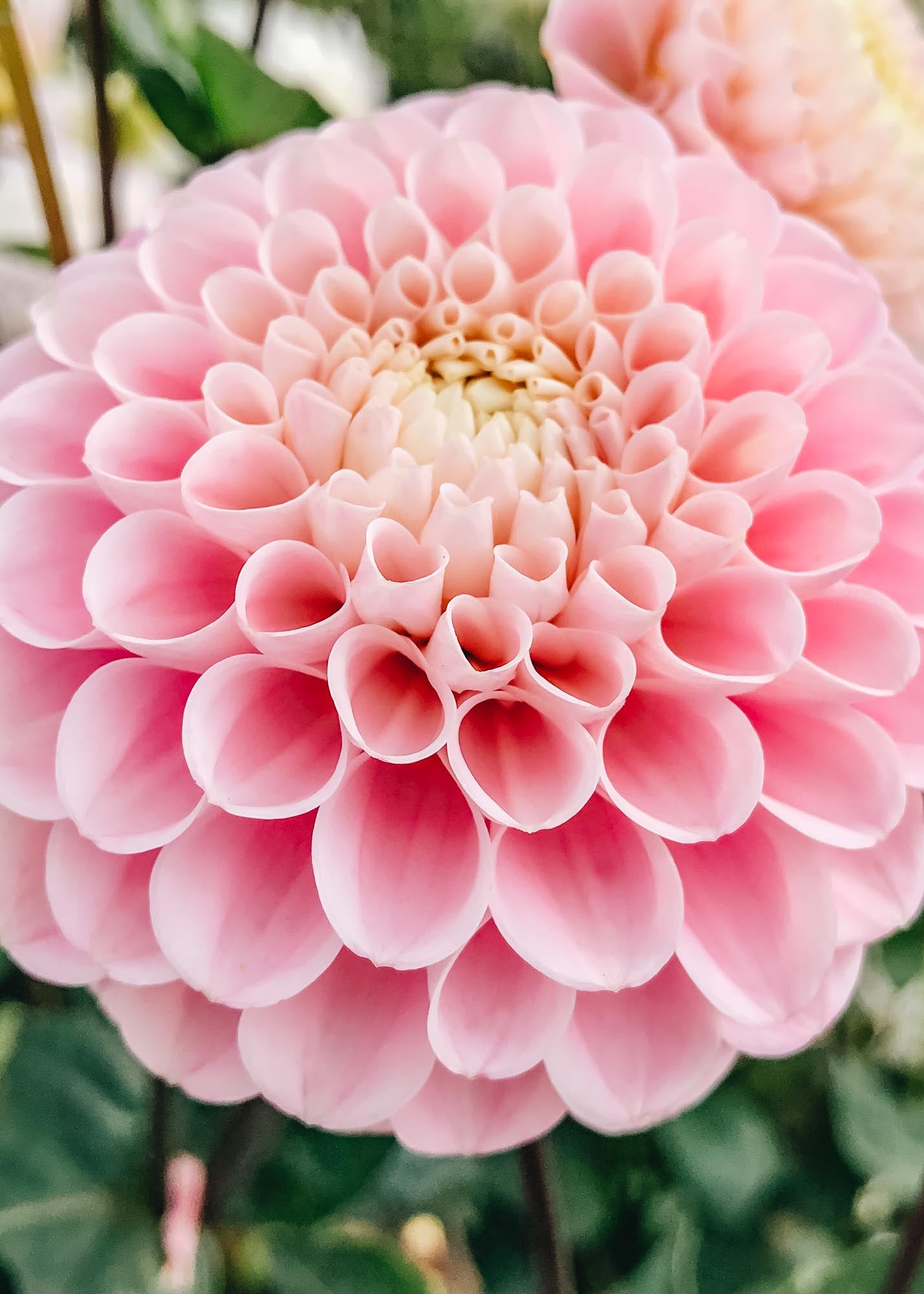 Taylors Bulbs Dahlia 'Wizard of Oz' Tubers