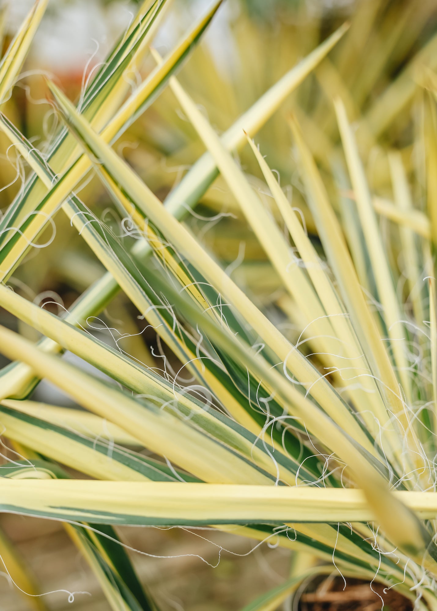 Yukka Yukka filamentosa Color Guard, 3L 