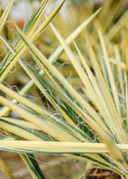 Yukka Yukka filamentosa Color Guard, 3L 