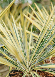 Yukka filamentosa Color Guard, 3L 