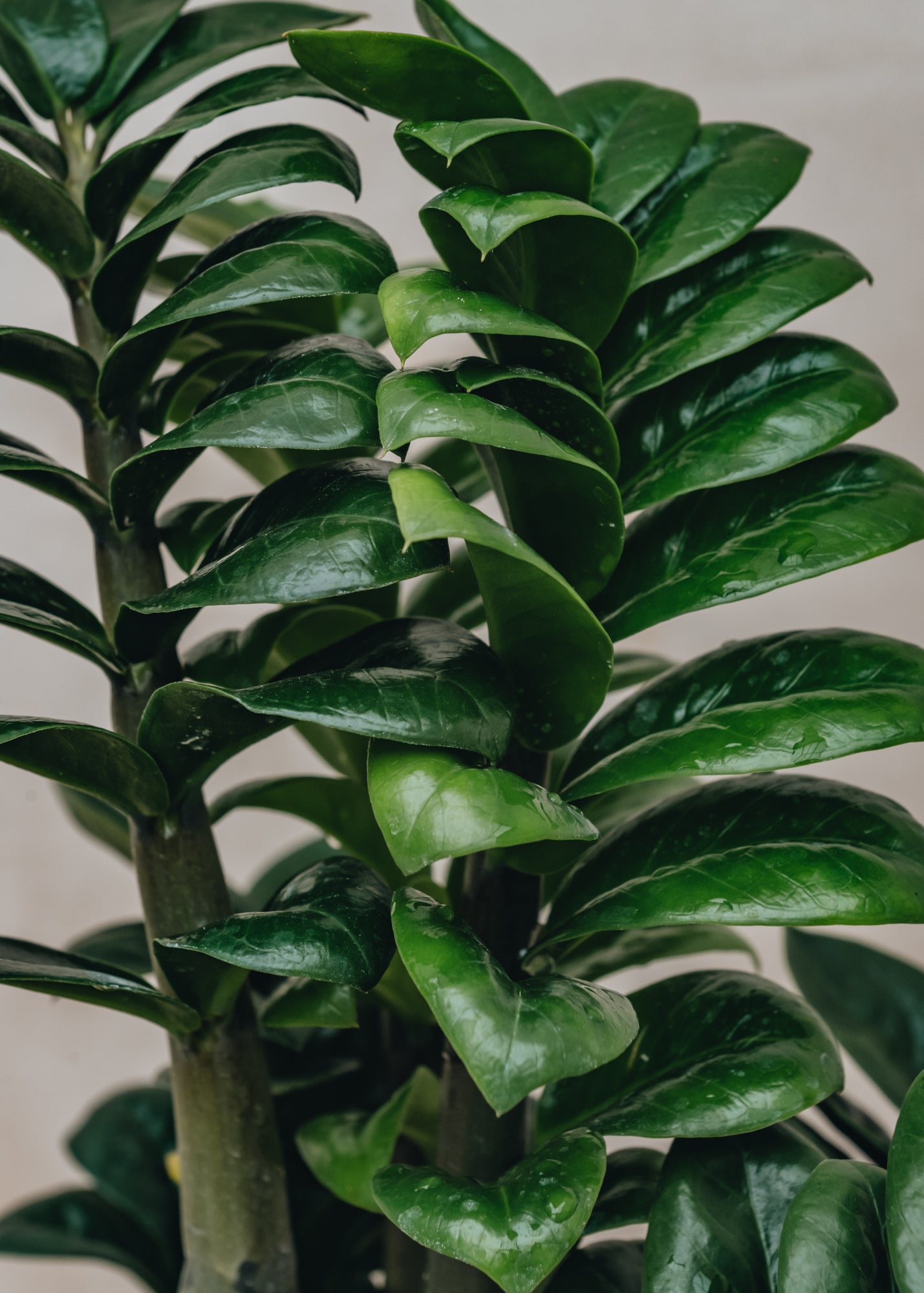 Zamioculcas Zamioculcas Zenzi