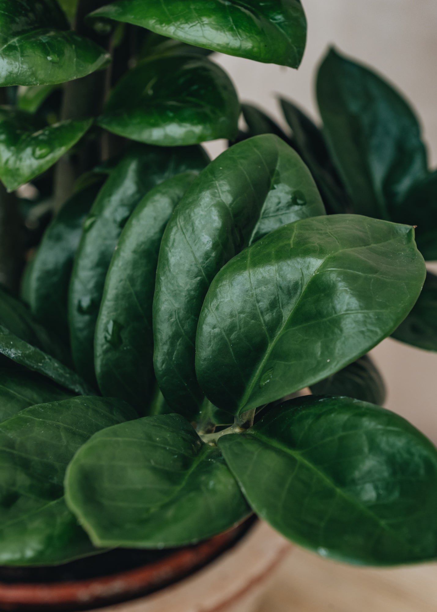 Zamioculcas Zamioculcas Zenzi