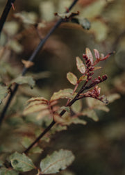 August and Piers Zanthoxylum piperitum ‘Kuro-fune’, 4L