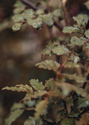 Zanthoxylum Zanthoxylum piperitum ‘Kuro-fune’, 4L