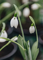 Galanthus nivalis (Common Snowdrops) 'in the green'