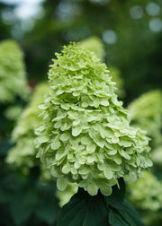 Hydrangea paniculata Limelight Prime, 3L