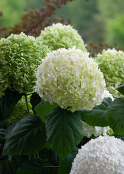 Hydrangea Hydrangea arborescens Strong Annabelle, 3L