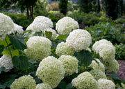 Hydrangea arborescens Strong Annabelle, 3L