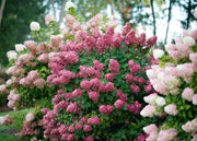 Hydrangea Hydrangea paniculata Fire Light®, 3L