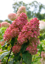 Hydrangea paniculata Fire Light, 3L