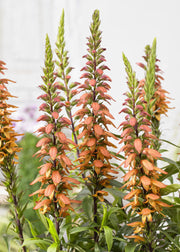 Isoplexis Isoplexis canariensis ‘Bella’, 3L