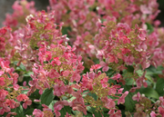 Forsythia Hydrangea paniculata ‘Little Quick Fire’, 5L