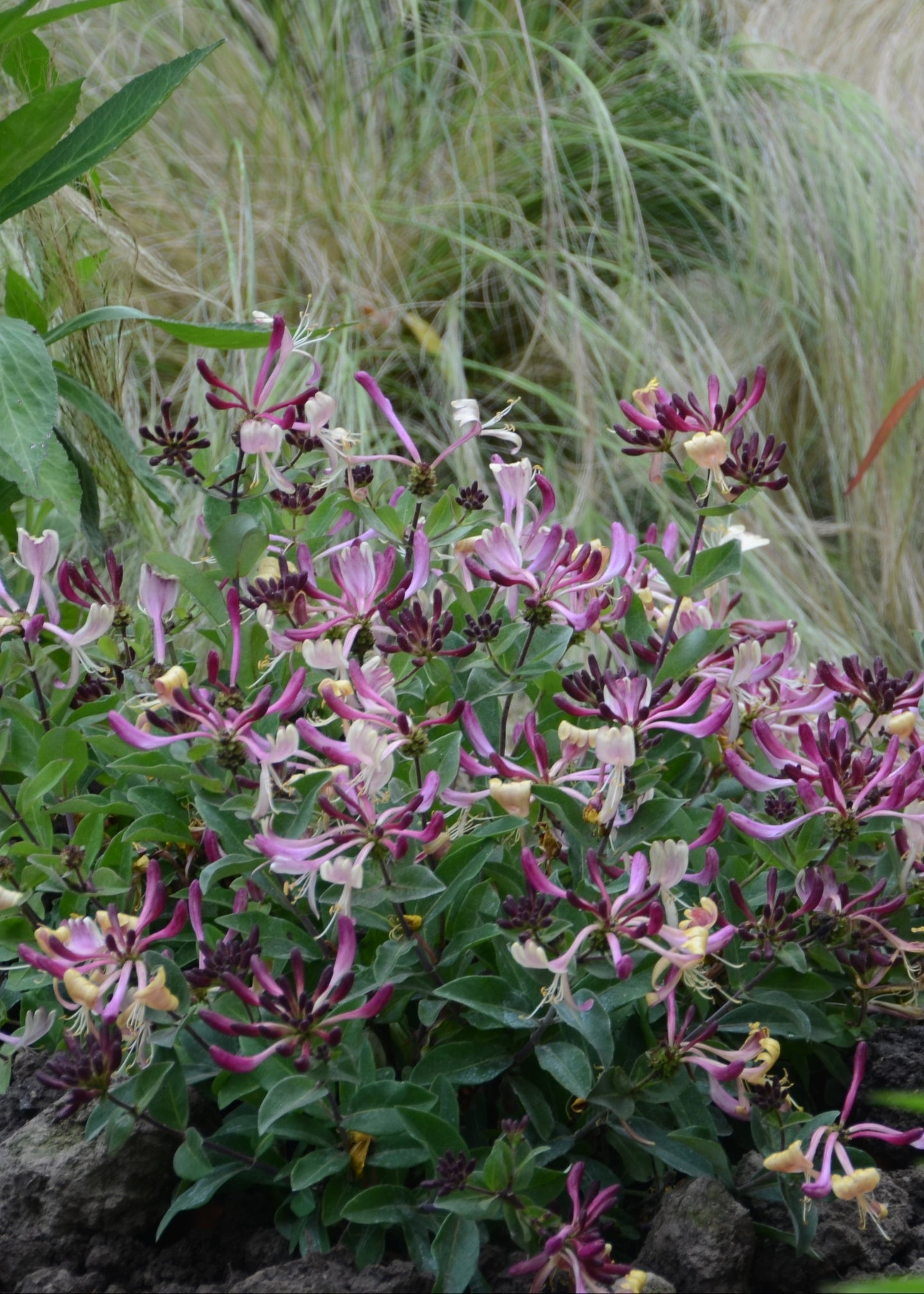 Lonicera periclymenum 'Chic et Choc', 2L – Burford Garden Co