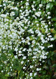 Thalictrum ‘Splendide White’, 3L