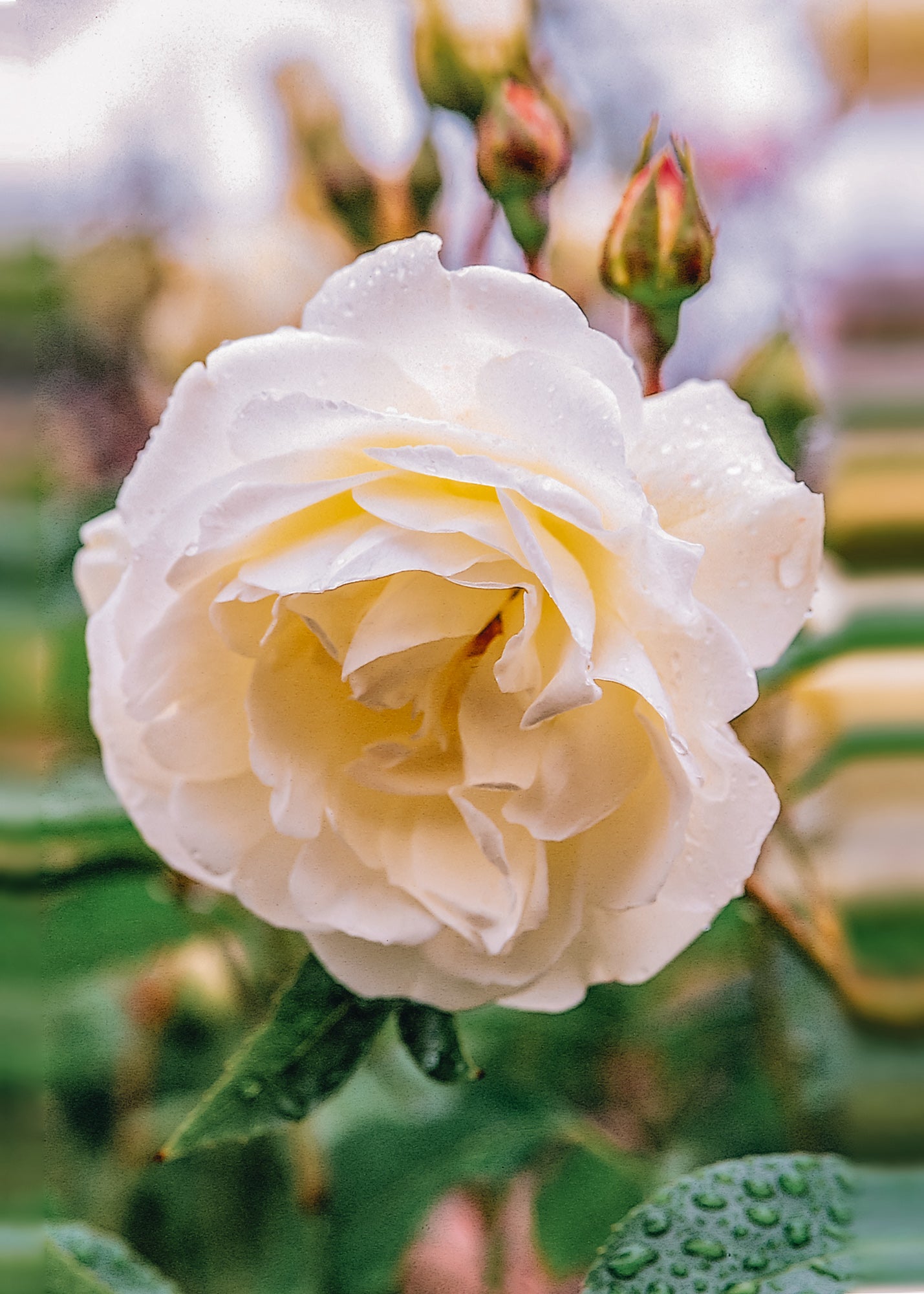 David Austin Iceberg Climbing RoseRosa Iceberg AGM (Climbing rose)