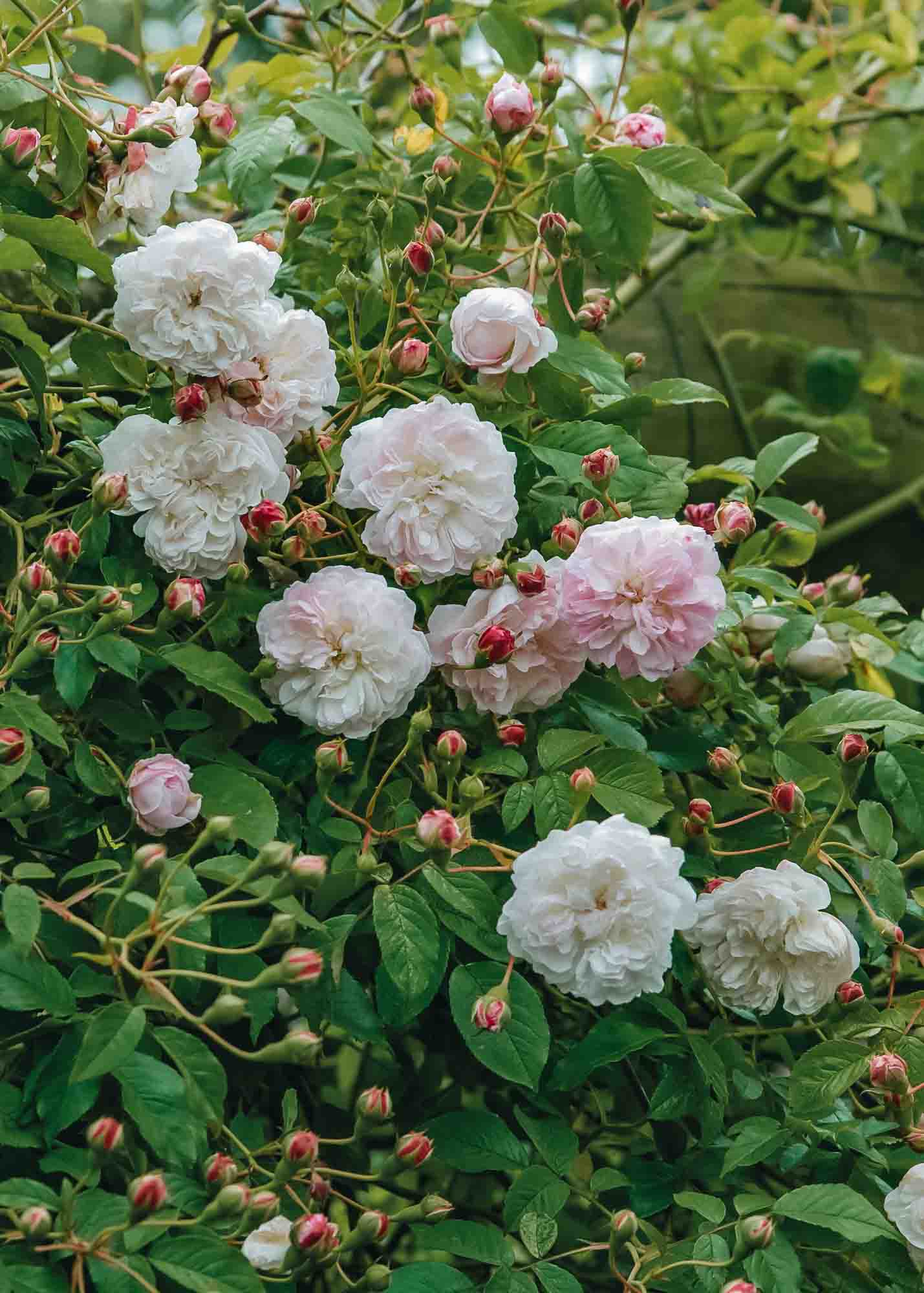 David Austin Roses David Austin Princess Louise Rose