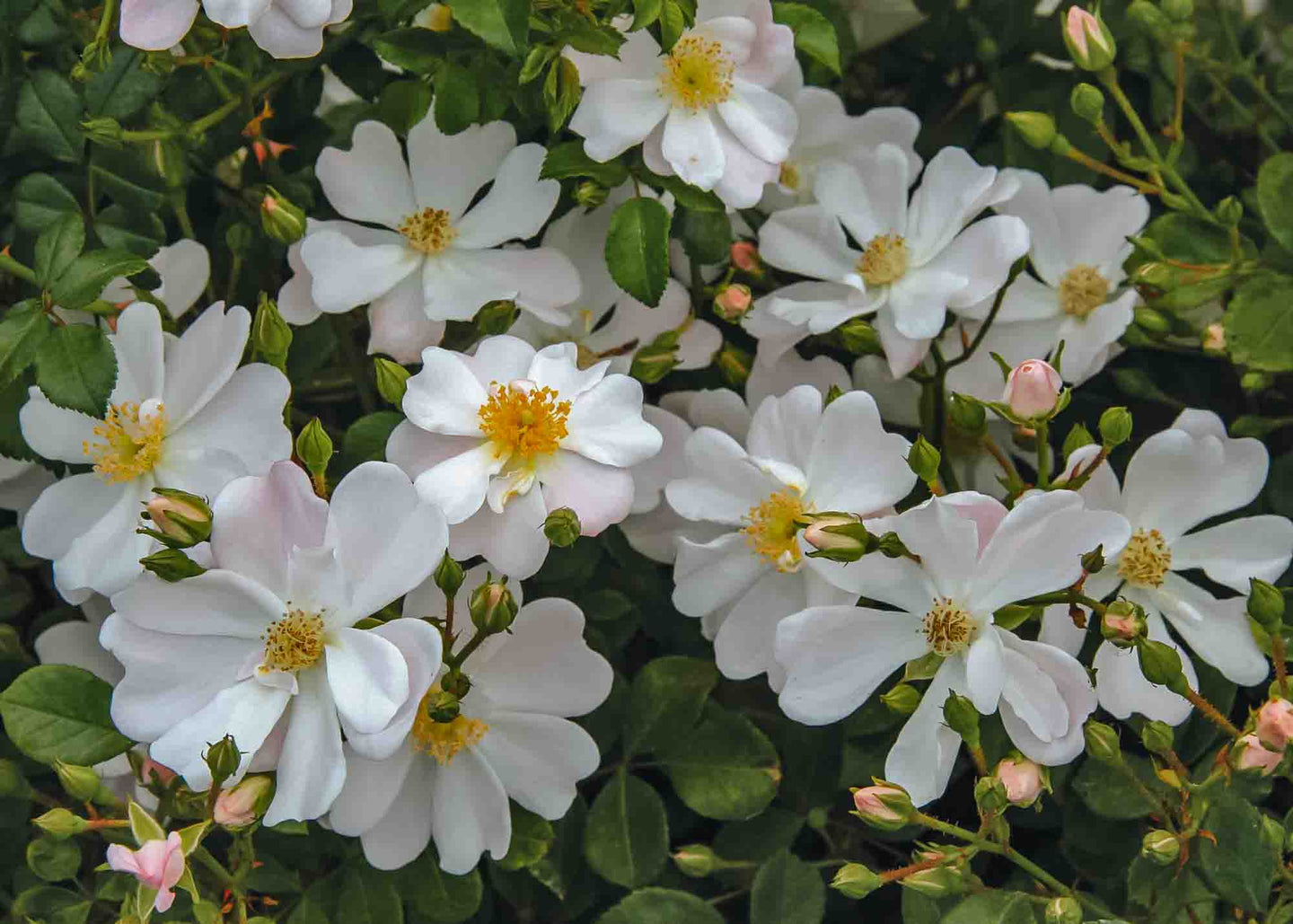 David Austin Roses - Rosa Grouse 2000