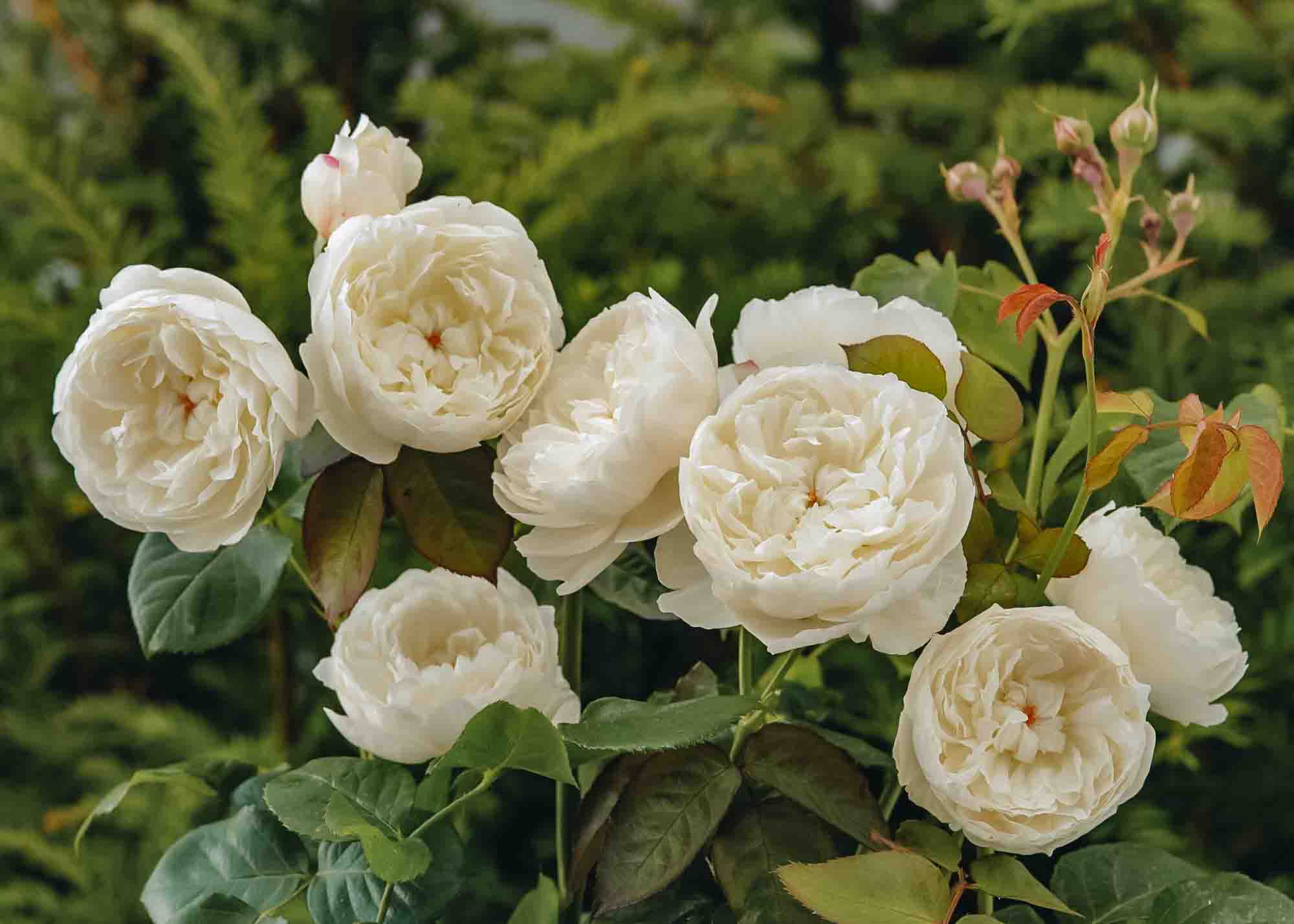 William and Catherine Rose | David Austin Roses | Burford Garden Co.