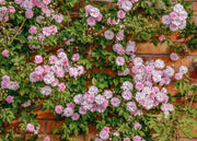 David Austin Paul's Himalayan Musk Rose