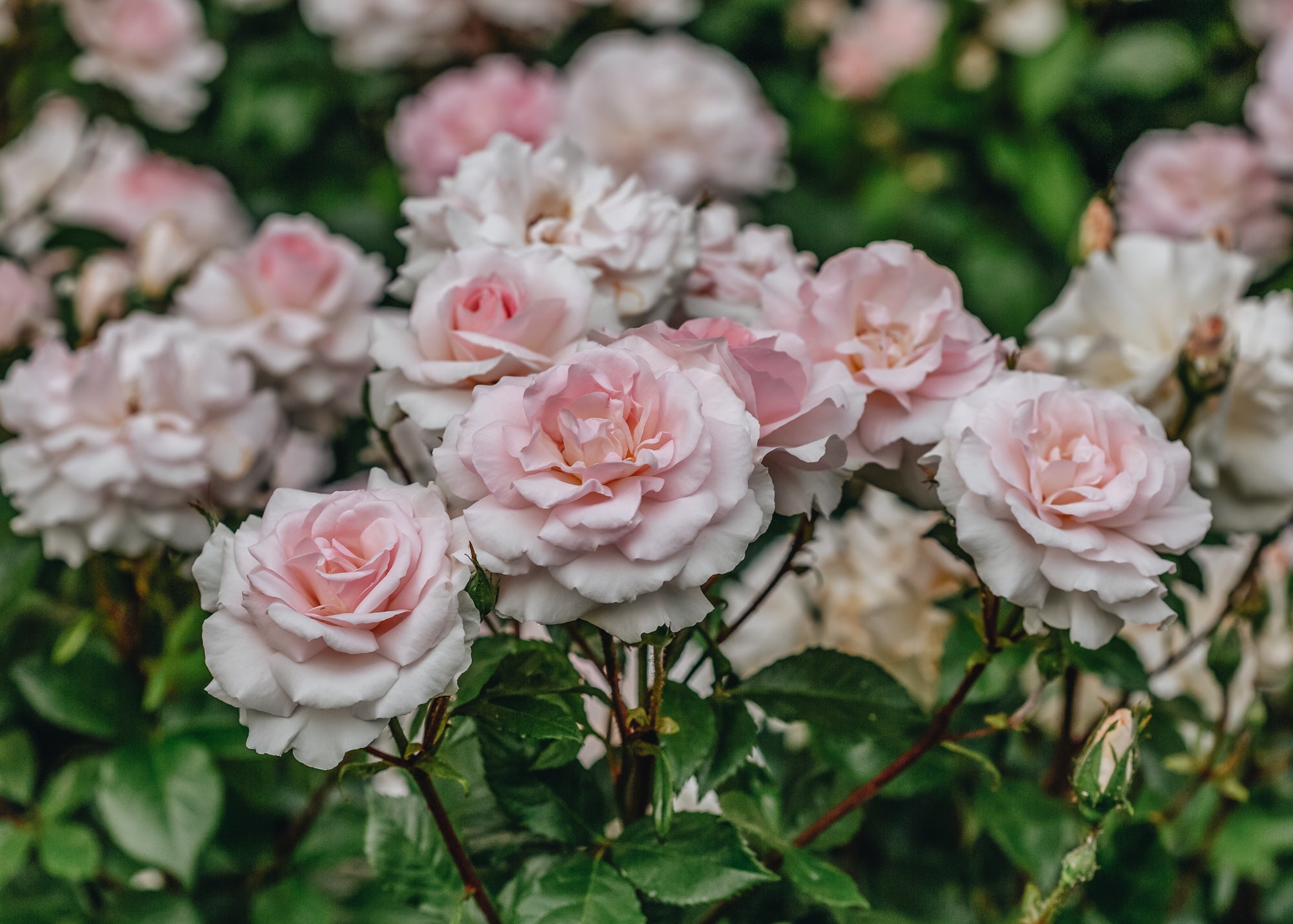 Pale Lemon Roses A Whiter Shade of Pale Rose | Roses | Burford Garden Co.