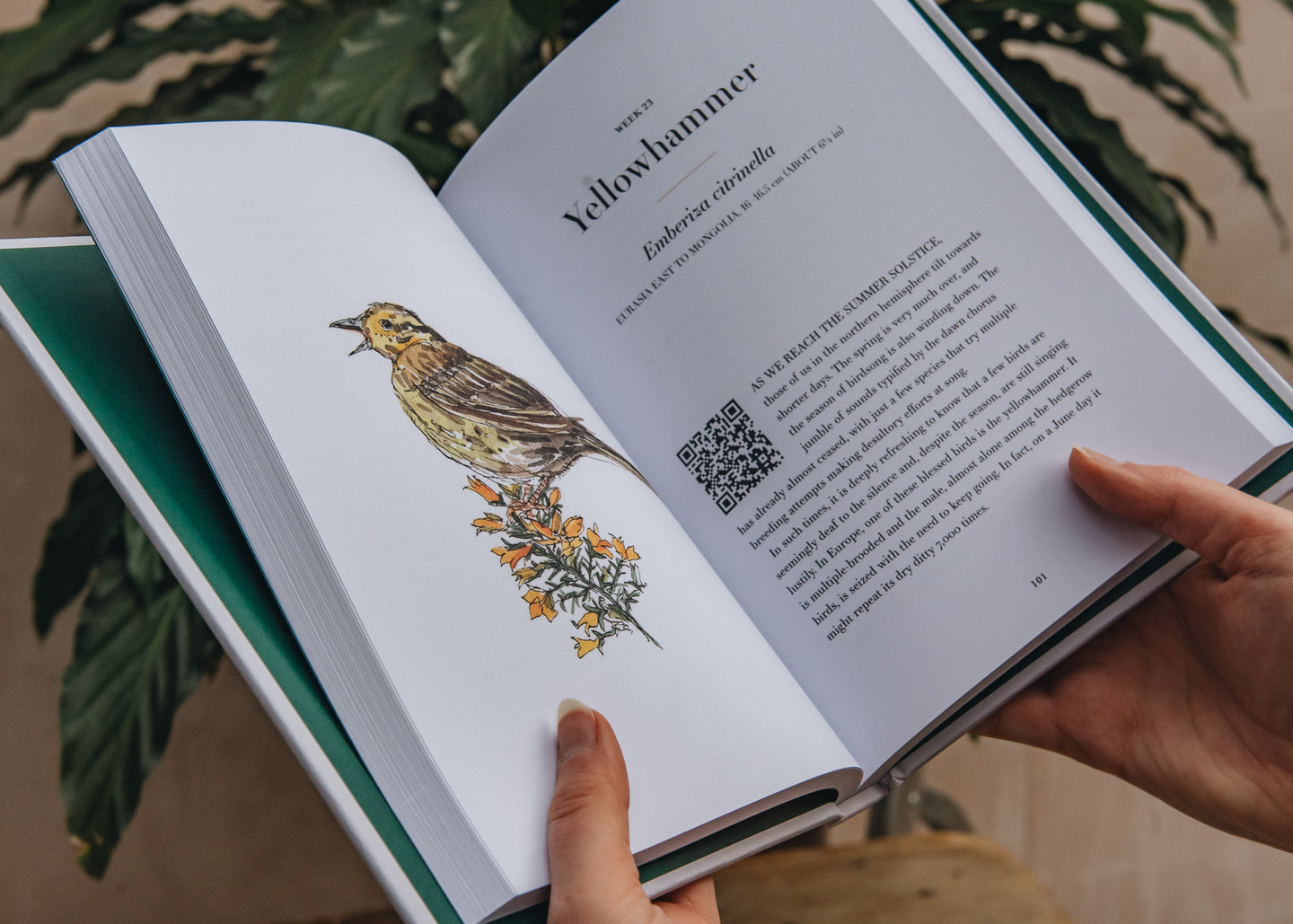 Lifestyle Books A Year of Birdsong