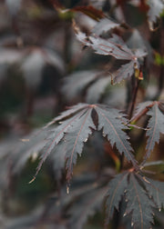 Anemone Acer palmatum Black Lace 40cm