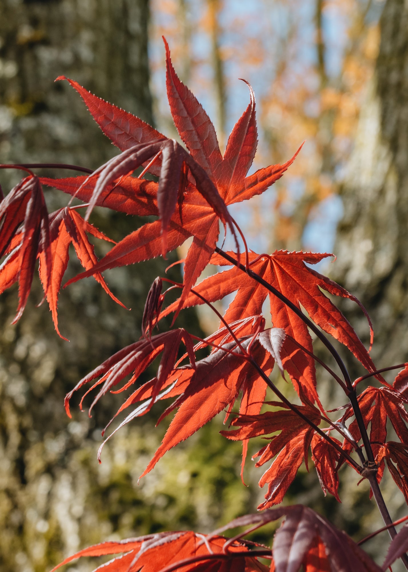 Acer Acer palmatum Bloodgood